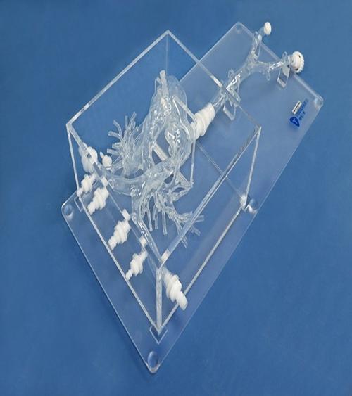 252*475mm尺寸:医药教学器材产品类型:结构齐全,数据真实,有助于临床