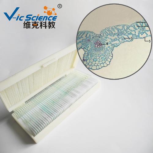 教学生物切片