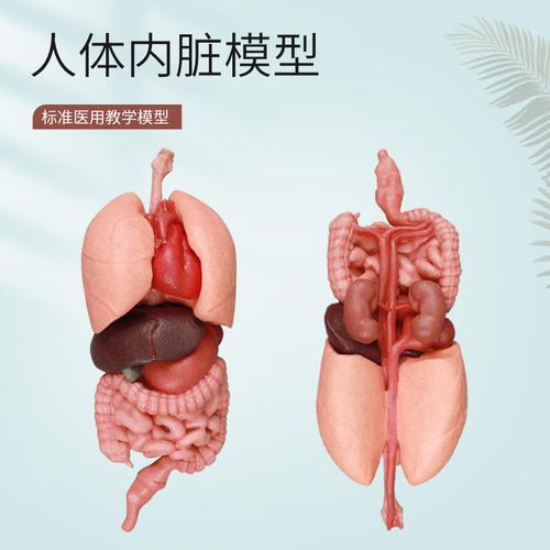 2025年医药教学器材行情速递 高级CPR急救训练模型模拟人今日价格与采购指南